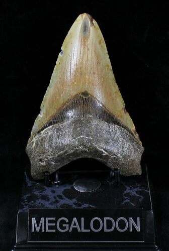 Lower Megalodon Tooth - North Carolina #28333